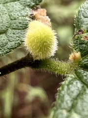 Celticecis celtiphyllia