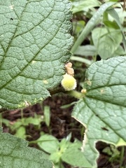 Celticecis celtiphyllia