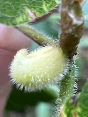 Celticecis celtiphyllia