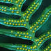Polypodium glycyrrhiza - Photo (c) Richard Droker,  זכויות יוצרים חלקיות (CC BY-NC-ND)