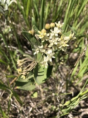 Asclepias ovalifolia