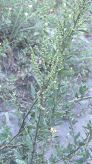 Chenopodium acuminatum