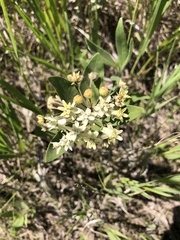 Asclepias ovalifolia