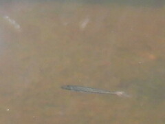 Notropis hudsonius