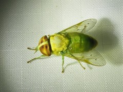Chlorotabanus crepuscularis