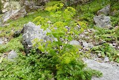 Smyrnium creticum