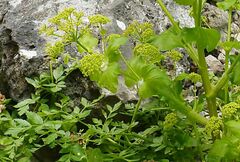 Smyrnium creticum