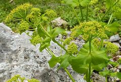 Smyrnium creticum
