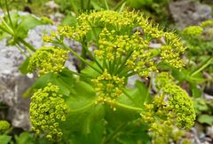 Smyrnium creticum