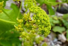 Smyrnium creticum