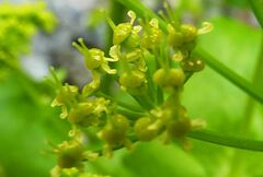 Smyrnium creticum
