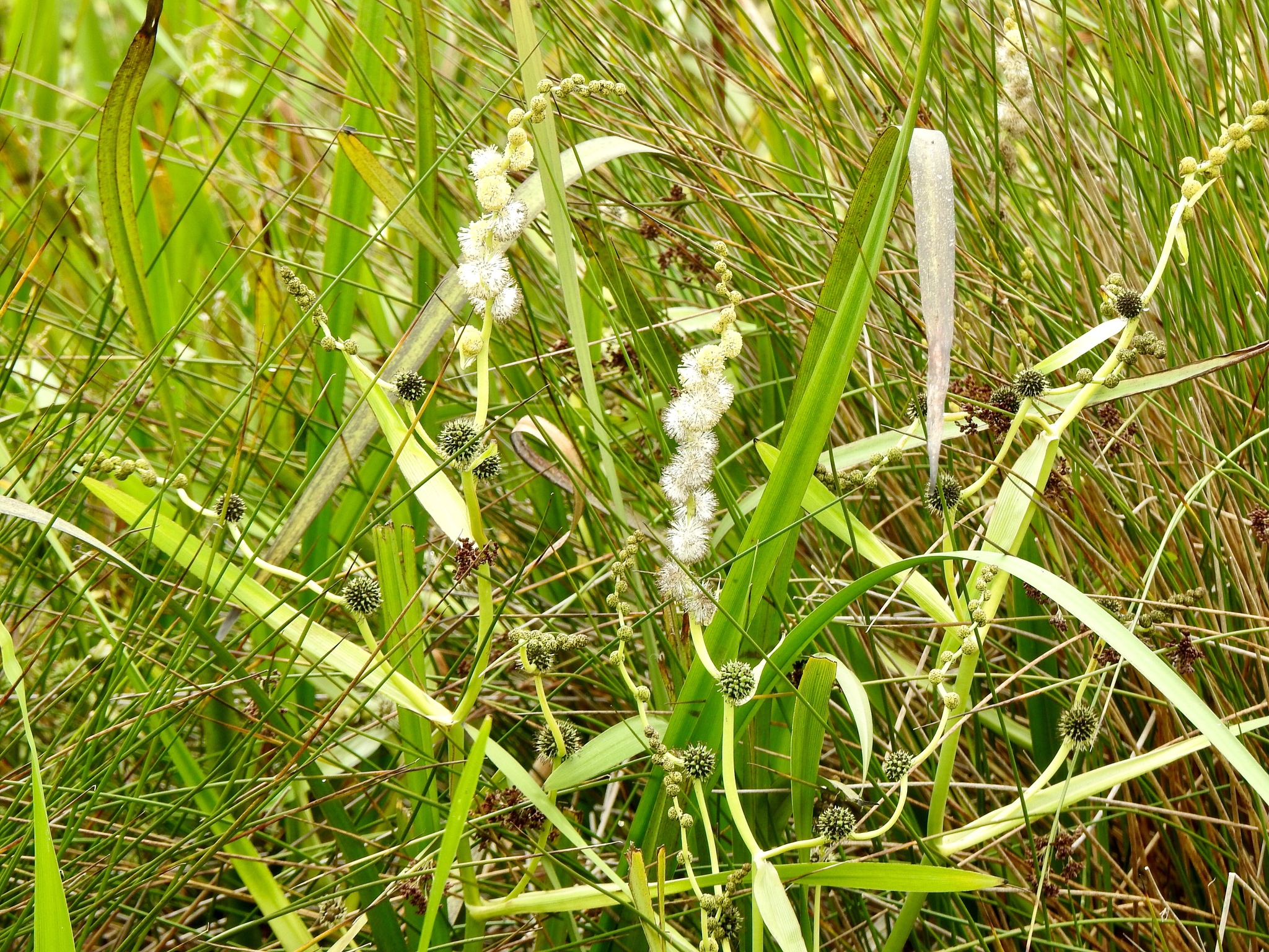 Sparganium stoloniferum ssp. stoloniferum