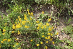 Genista suanica