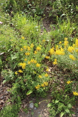 Genista suanica