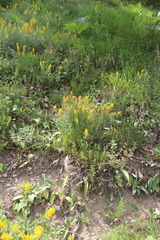 Genista suanica