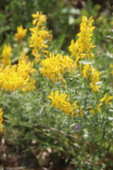 Genista suanica