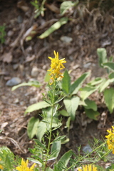 Genista suanica