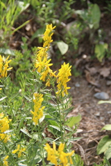 Genista suanica