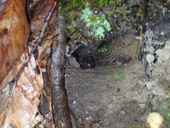 Phaeognathus hubrichti