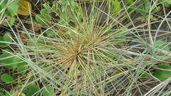 Spinifex littoreus