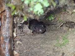 Phaeognathus hubrichti