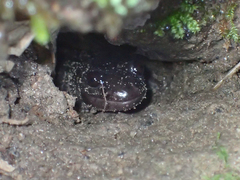 Phaeognathus hubrichti