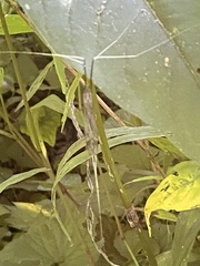 Brachypremna dispellens