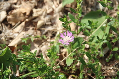 Psephellus holophyllus