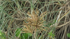 Spinifex littoreus