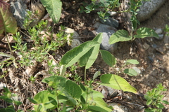 Psephellus holophyllus