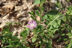 Psephellus holophyllus