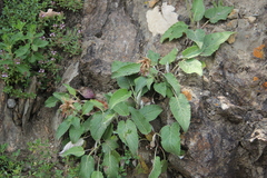 Psephellus holophyllus