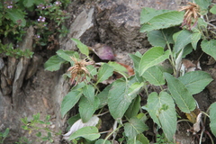 Psephellus holophyllus