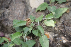 Psephellus holophyllus