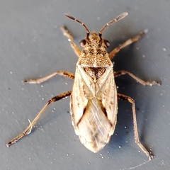 Heteroptera