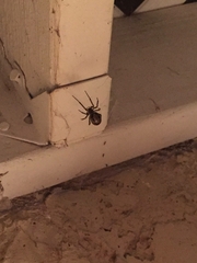 Latrodectus geometricus
