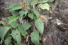 Psephellus holophyllus