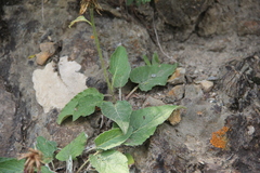 Psephellus holophyllus