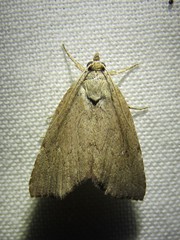 Cutina albopunctella