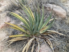 Agave utahensis