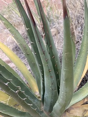 Agave utahensis