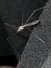 Limonia nubeculosa