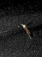 Limonia nubeculosa