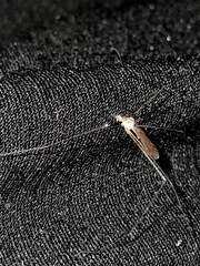 Limonia nubeculosa