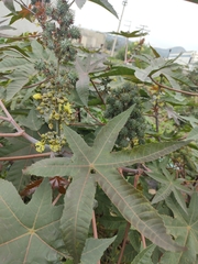 Ricinus communis