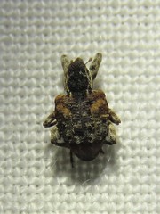 Conotrachelus anaglypticus