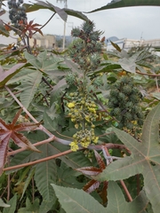Ricinus communis