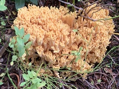Ramaria sandaracina chondrobasis
