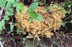 Ramaria sandaracina chondrobasis