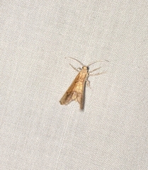 Nematocampa resistaria